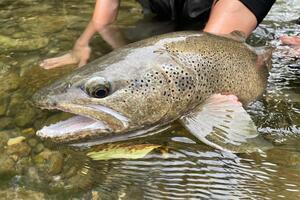 Fly Fishing Spain