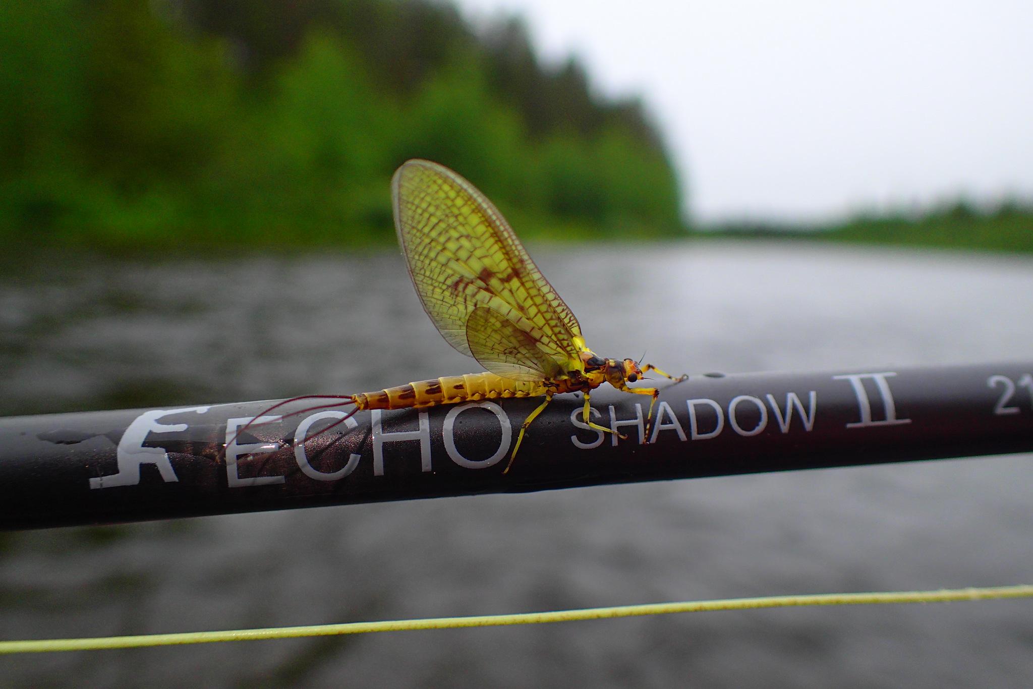 Review Echo Shadow II 10' 2wt fly rod Trout & Co