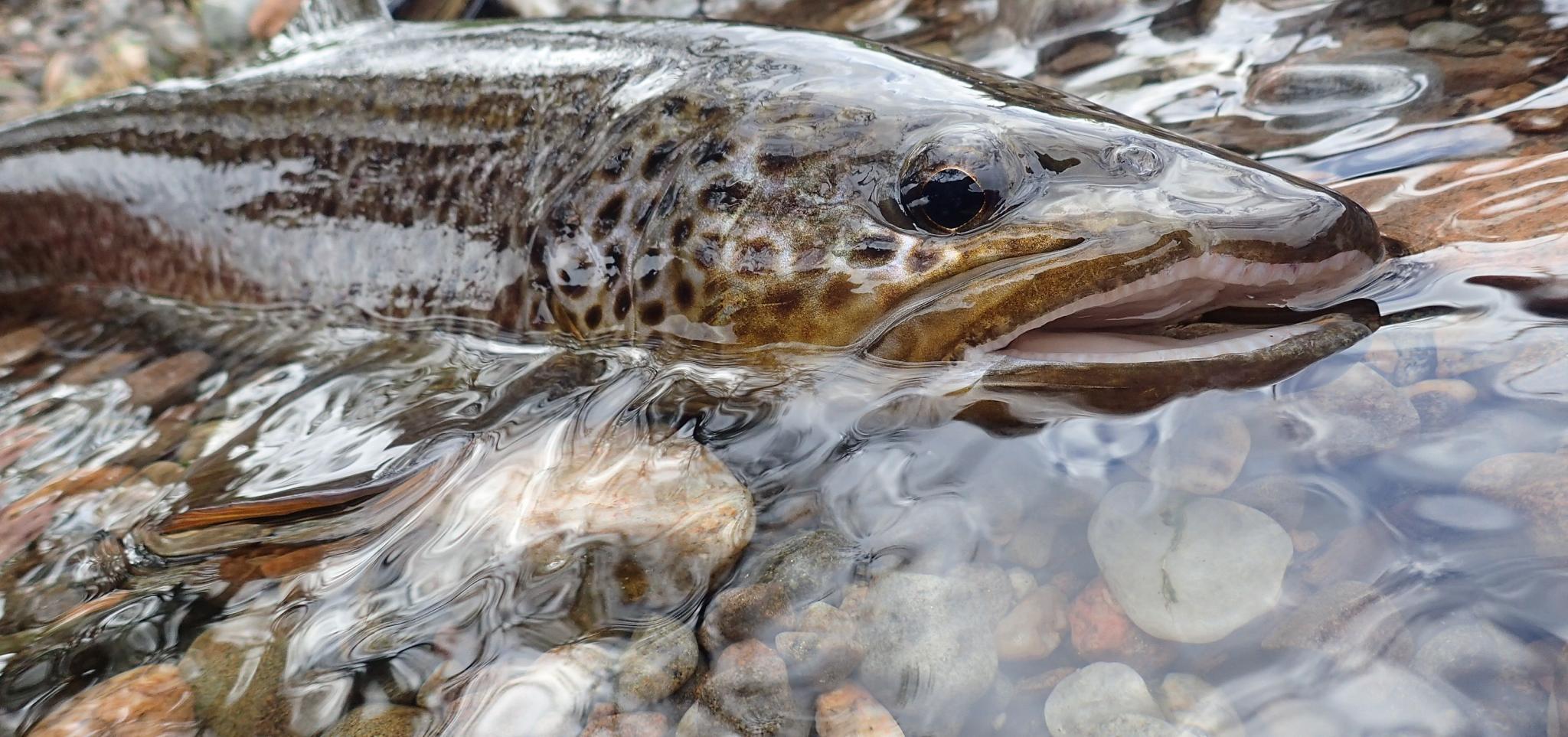 Fly fishing in Scotland an easily accessed scenery Trout & Co
