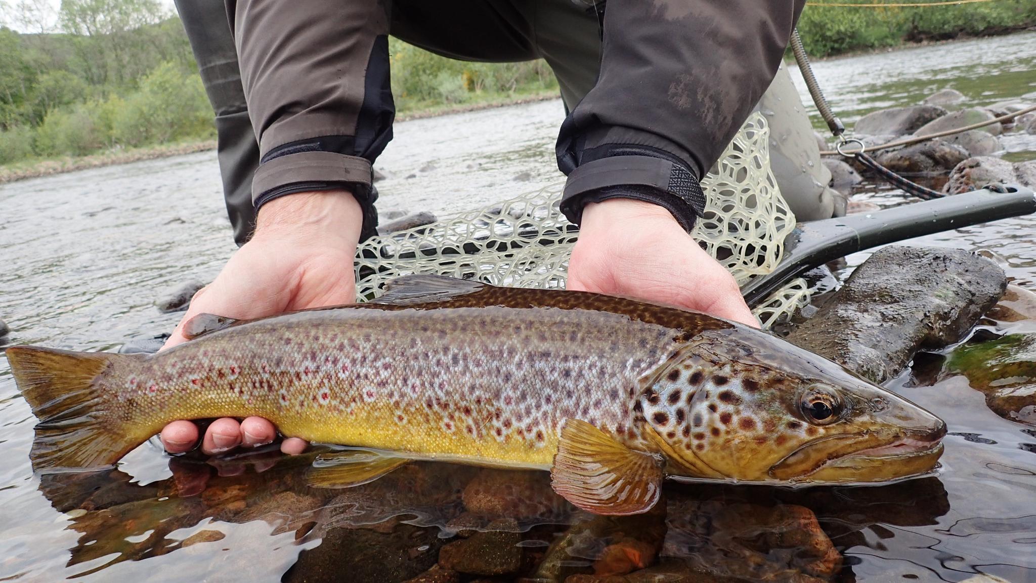 Fly fishing in Scotland an easily accessed scenery Trout & Co