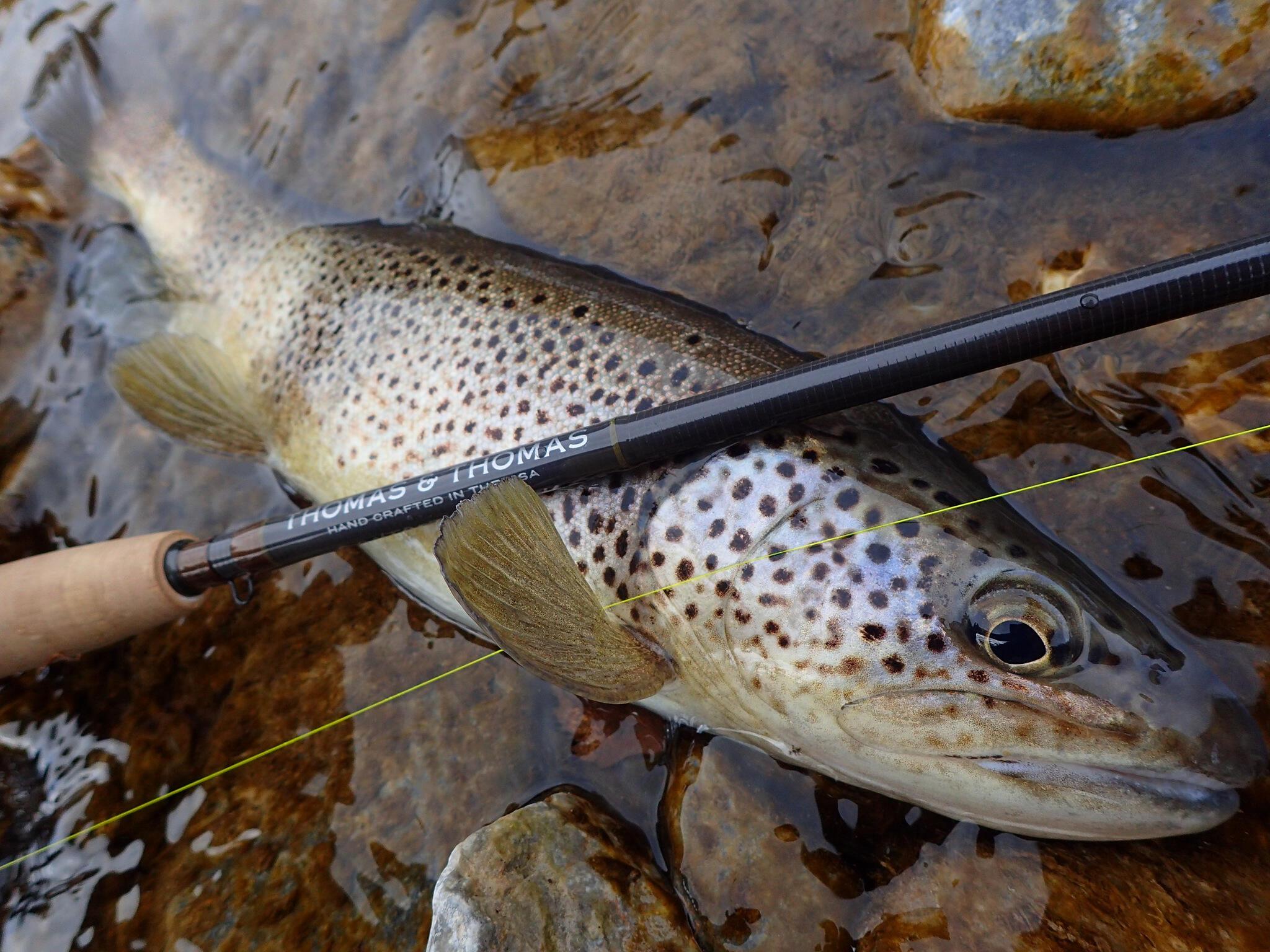 Review Thomas & Thomas Contact II 10'9 4wt and 11'2 3wt Trout & Co