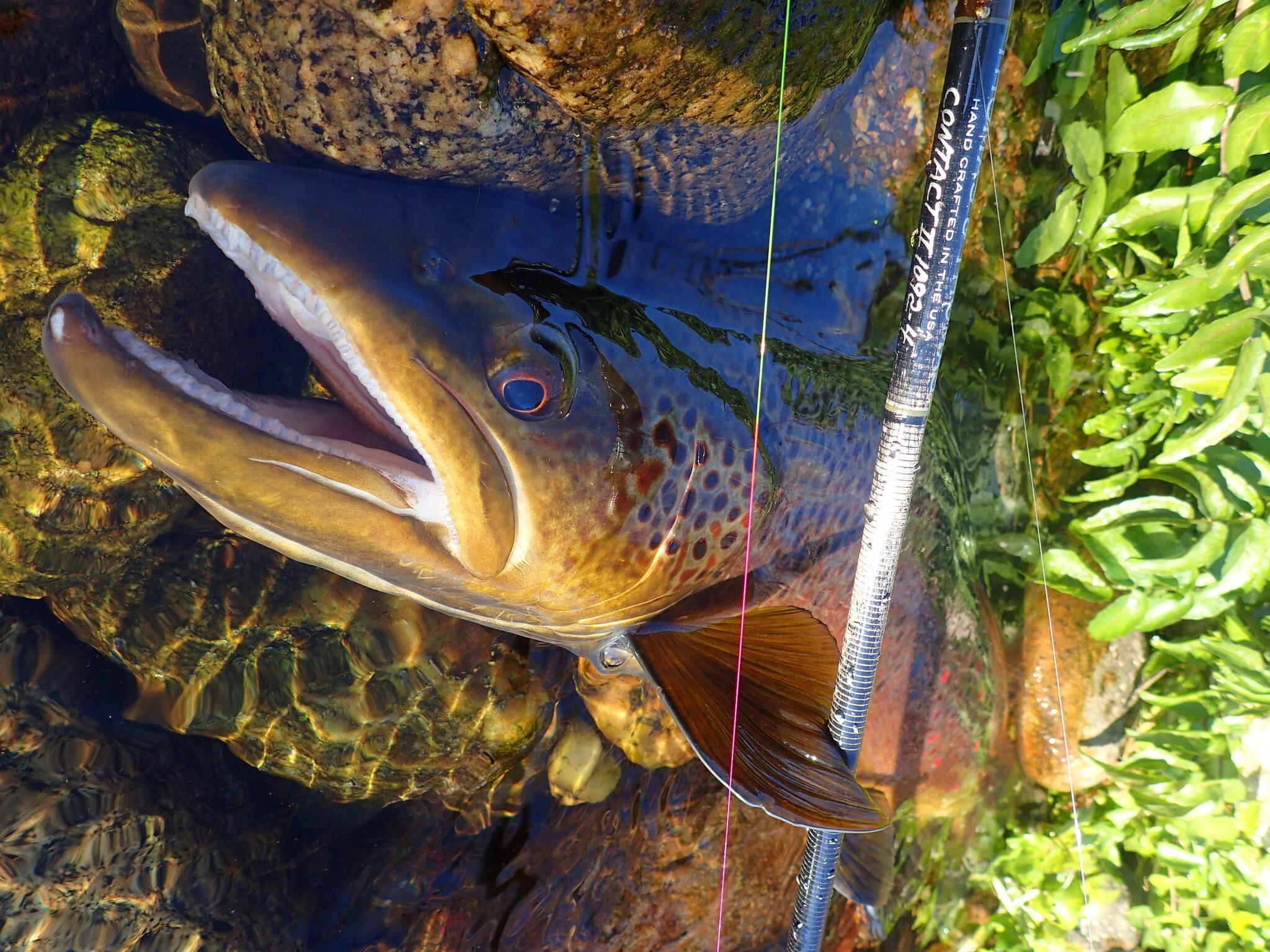 Review Thomas & Thomas Contact II 10'9 2 Trout & Co