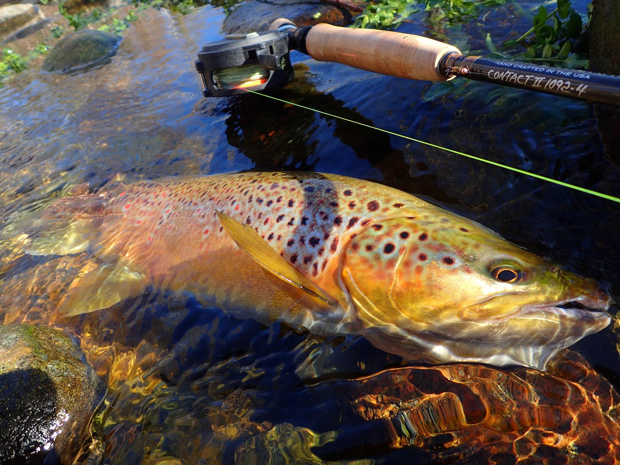 Review Thomas & Thomas Contact II 10'9 2 Trout & Co