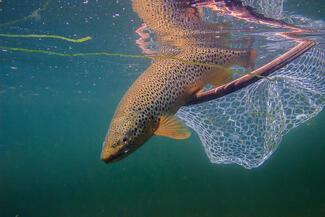 flyfishing photography