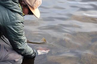 Tasmania brown