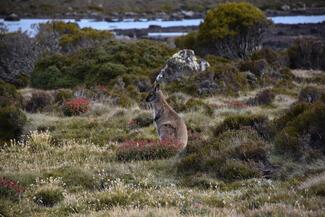 Tasmania