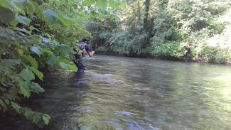 fly fishing trout