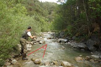 fly fishing trout