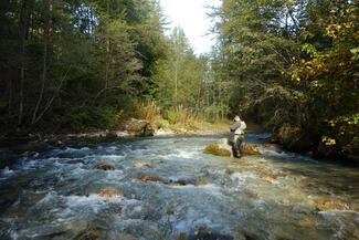 fly fishing trout