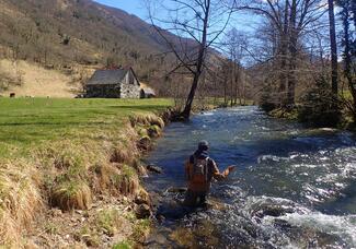 fly fishing trout