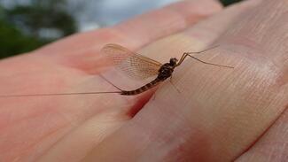 pêche à la mouche Ecosse