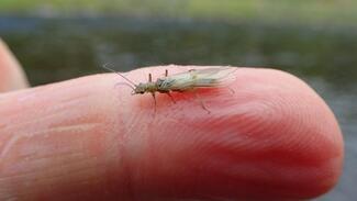 pêche à la mouche Ecosse