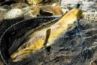 Flyfishing in New Zealand