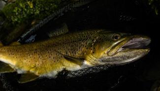 Flyfishing in New Zealand