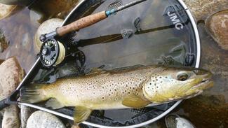 Fly fishing gear to catch large trout