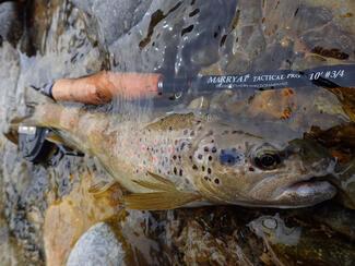 pêche en nymphe au fil