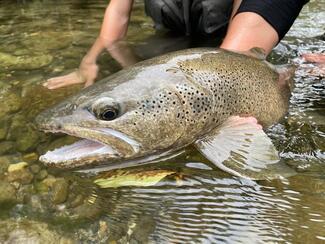 Fly Fishing Spain