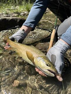 Fly Fishing Spain