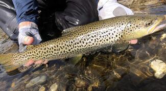 Fly Fishing Asturias