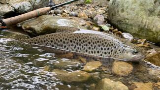 Fly Fishing Asturias