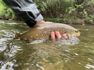 Fly Fishing Asturias