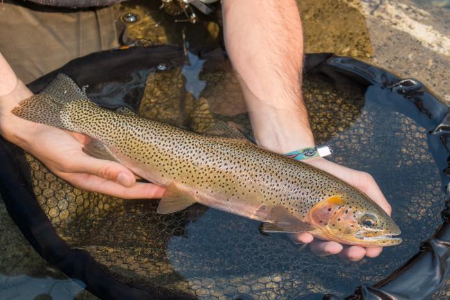 Fly fishing in Alberta, Canada